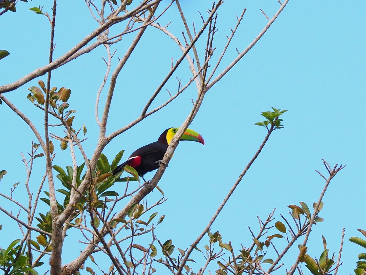 Paraiso Volcano Lodge Guayabo  外观 照片