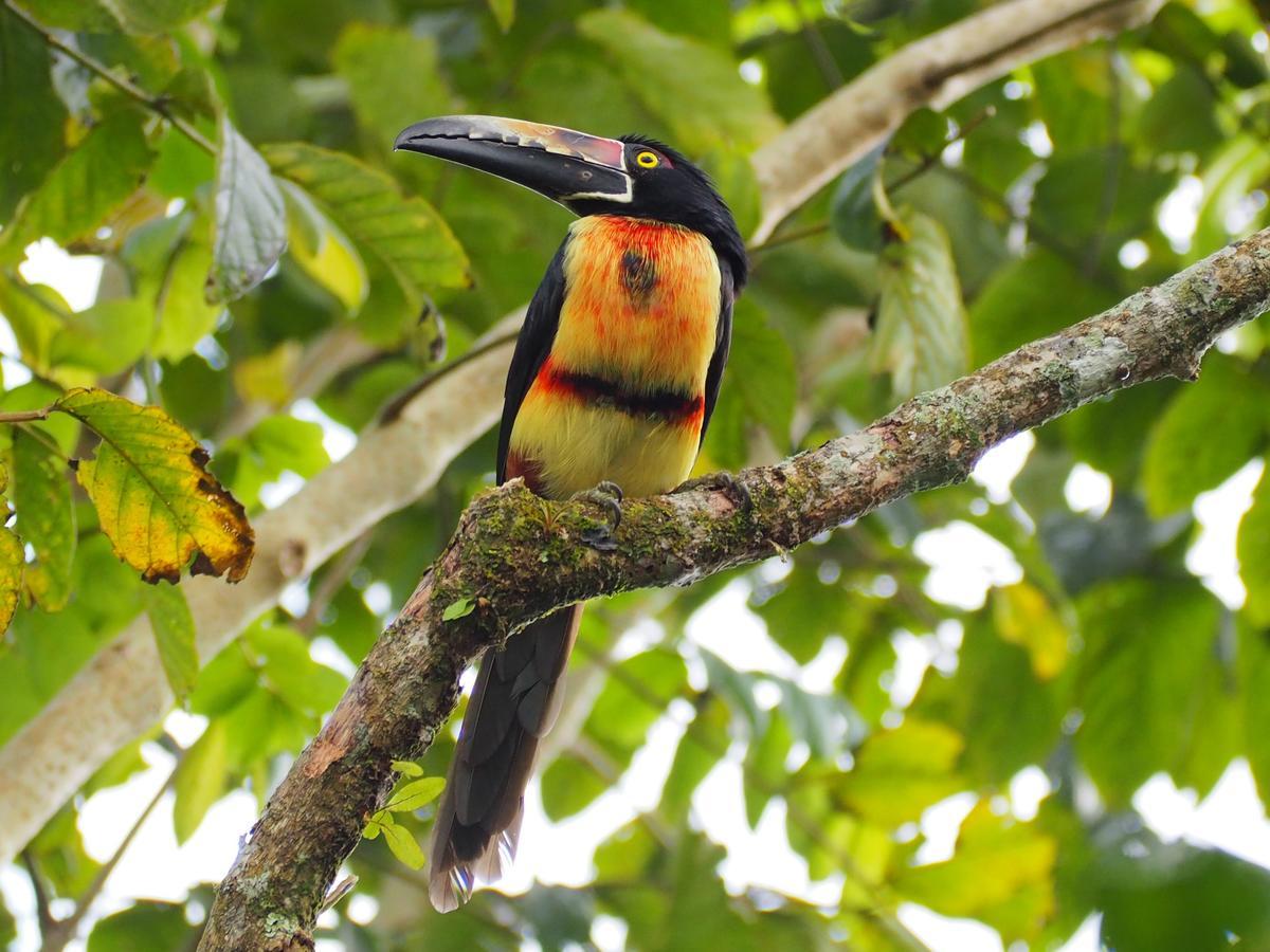 Paraiso Volcano Lodge Guayabo  外观 照片