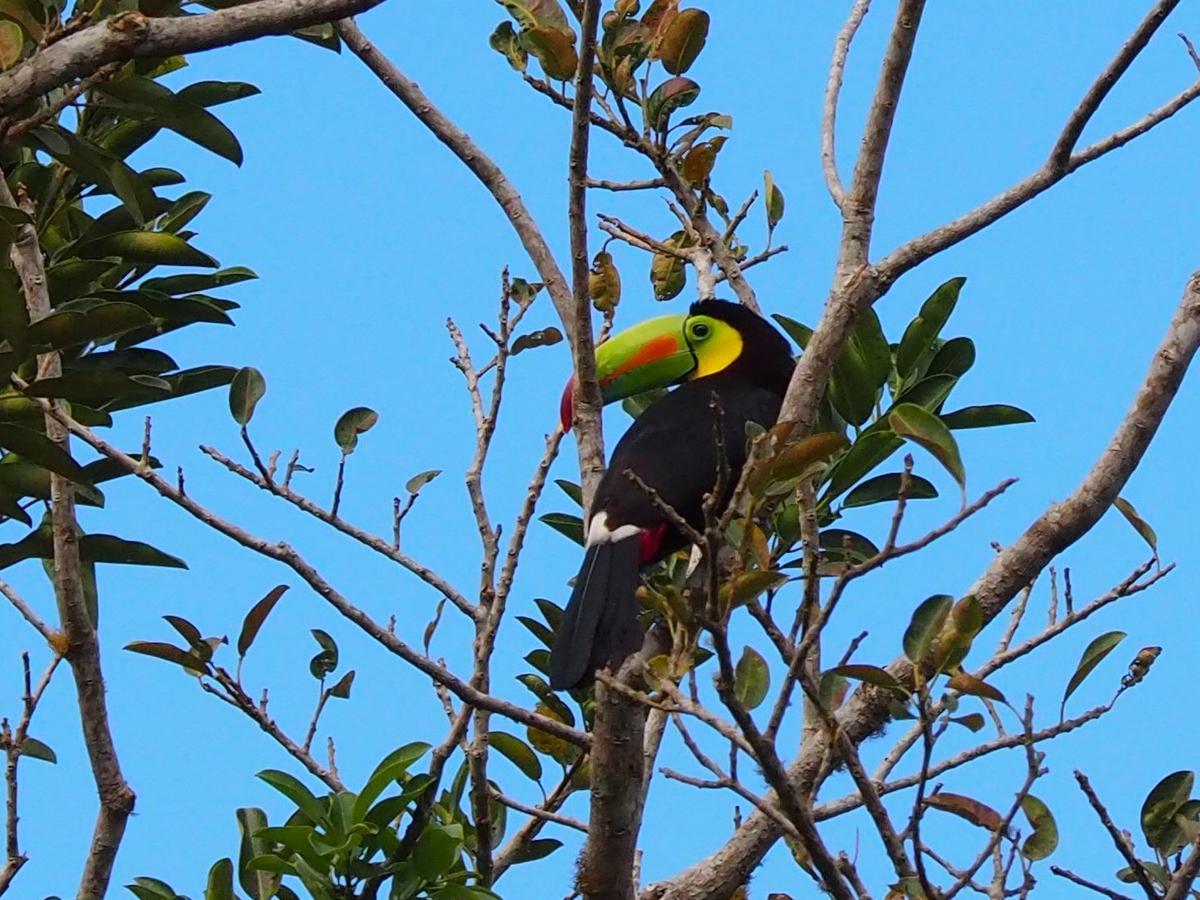 Paraiso Volcano Lodge Guayabo  外观 照片