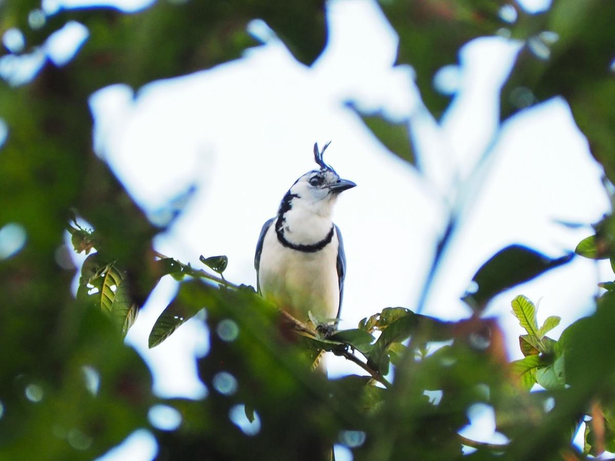 Paraiso Volcano Lodge Guayabo  外观 照片