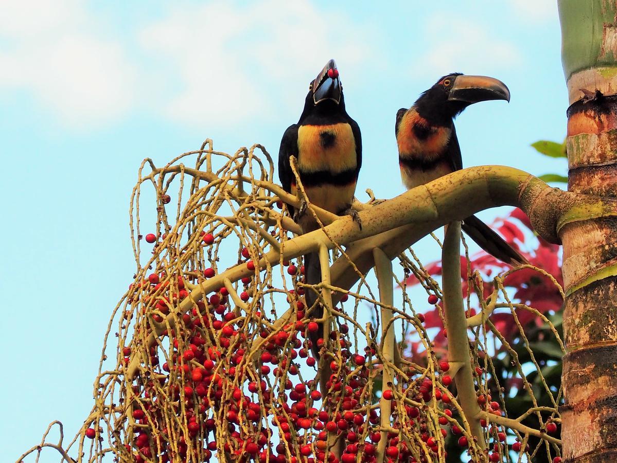 Paraiso Volcano Lodge Guayabo  外观 照片