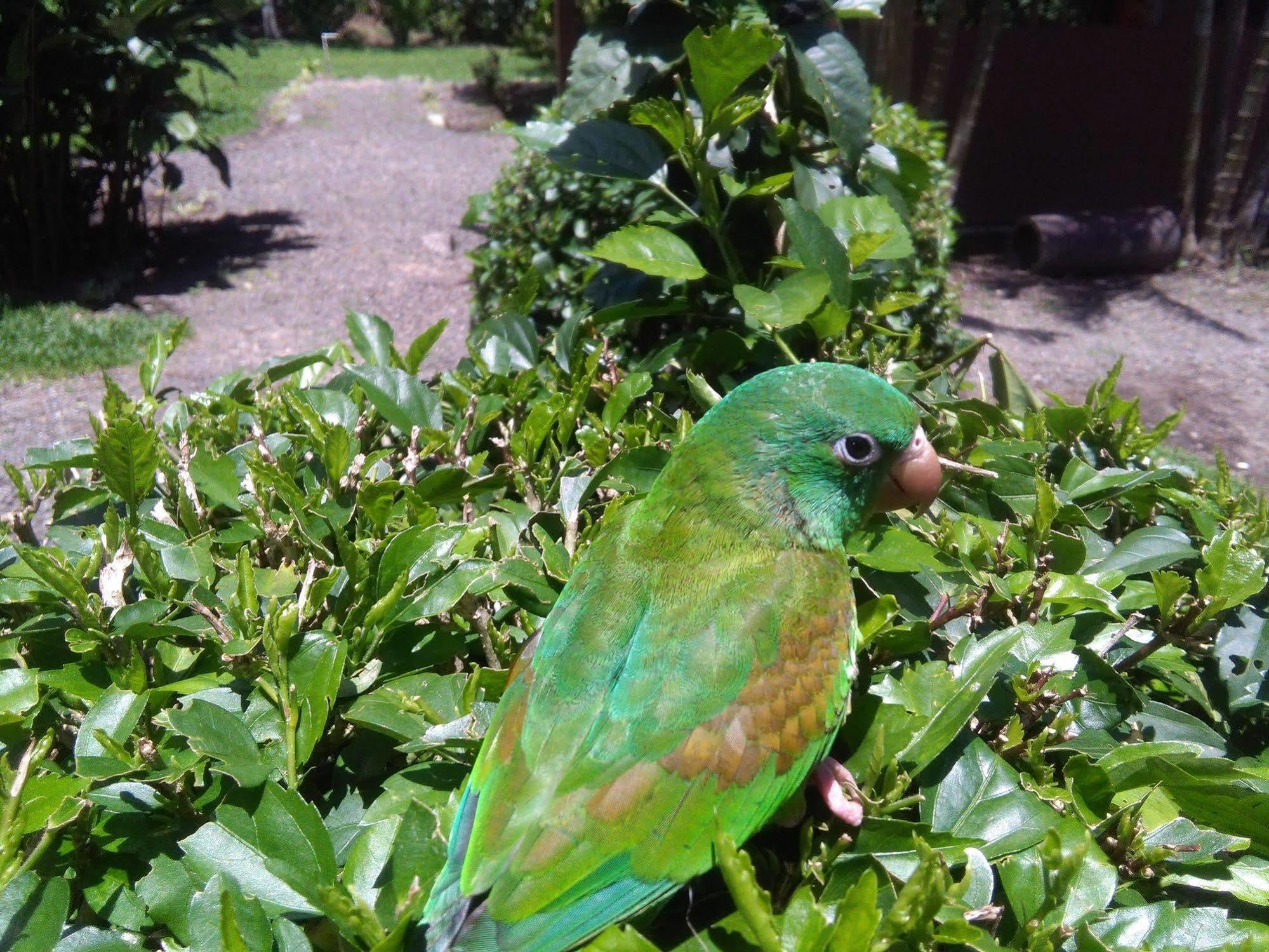 Paraiso Volcano Lodge Guayabo  外观 照片
