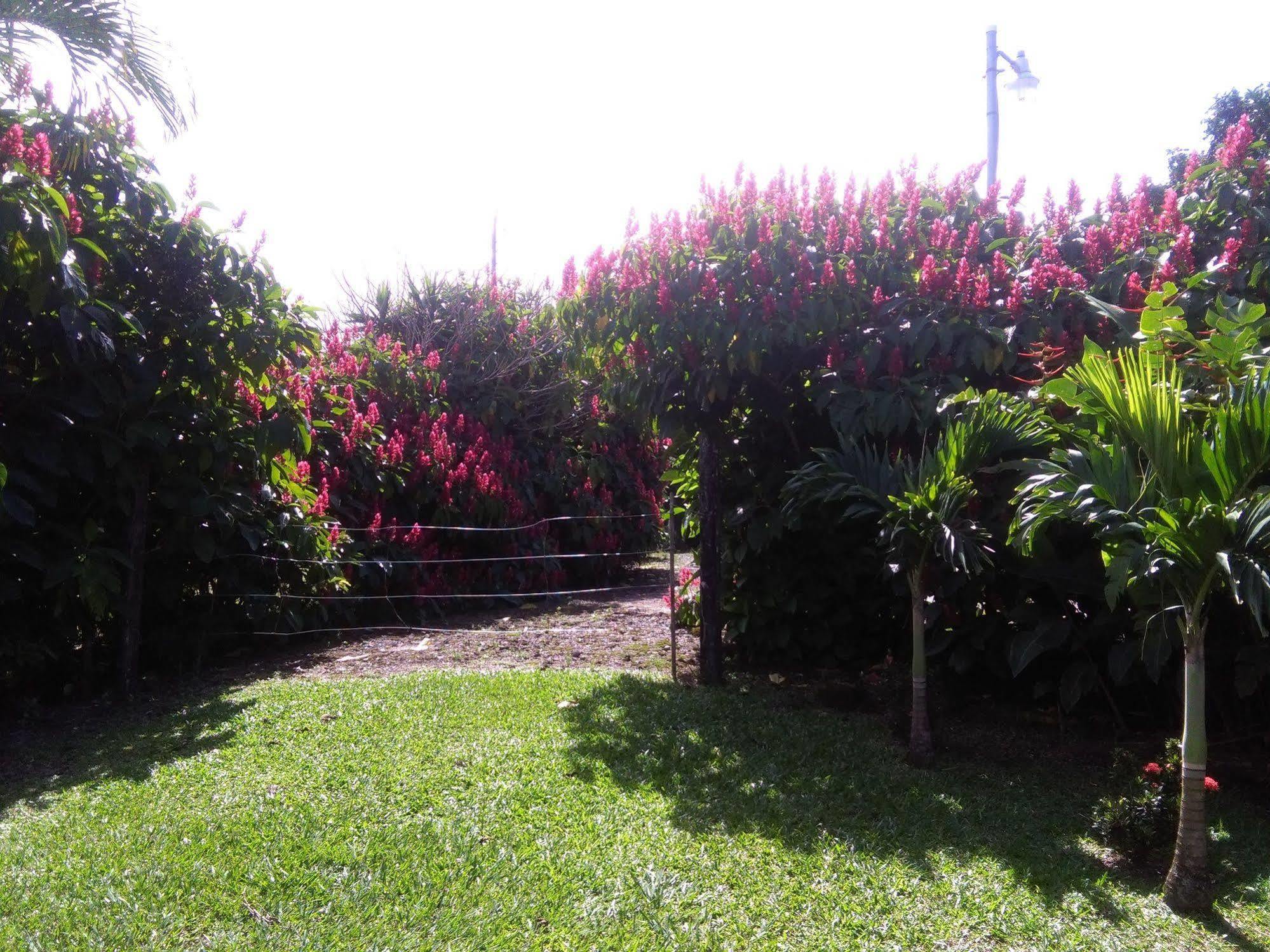 Paraiso Volcano Lodge Guayabo  外观 照片
