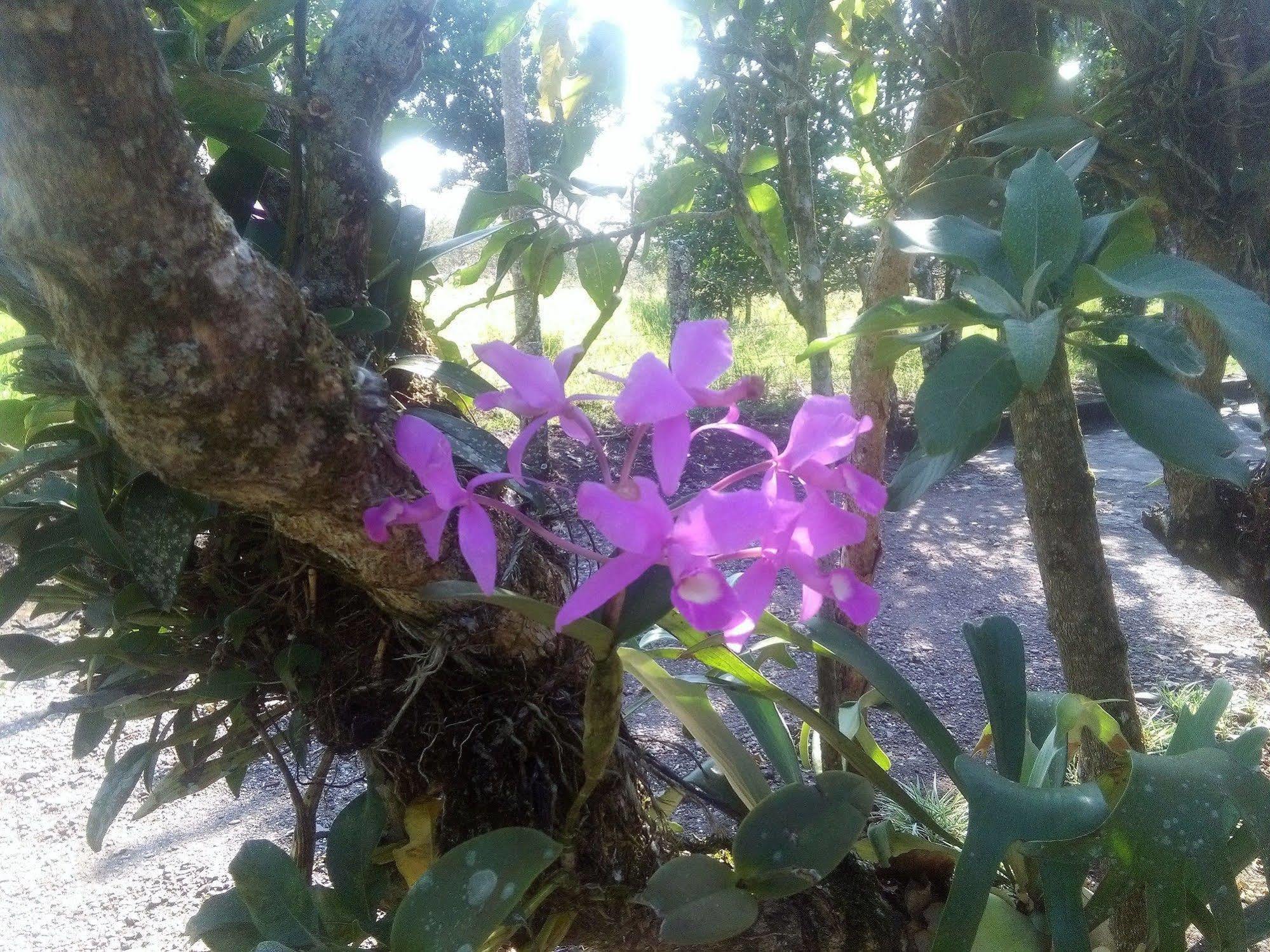 Paraiso Volcano Lodge Guayabo  外观 照片